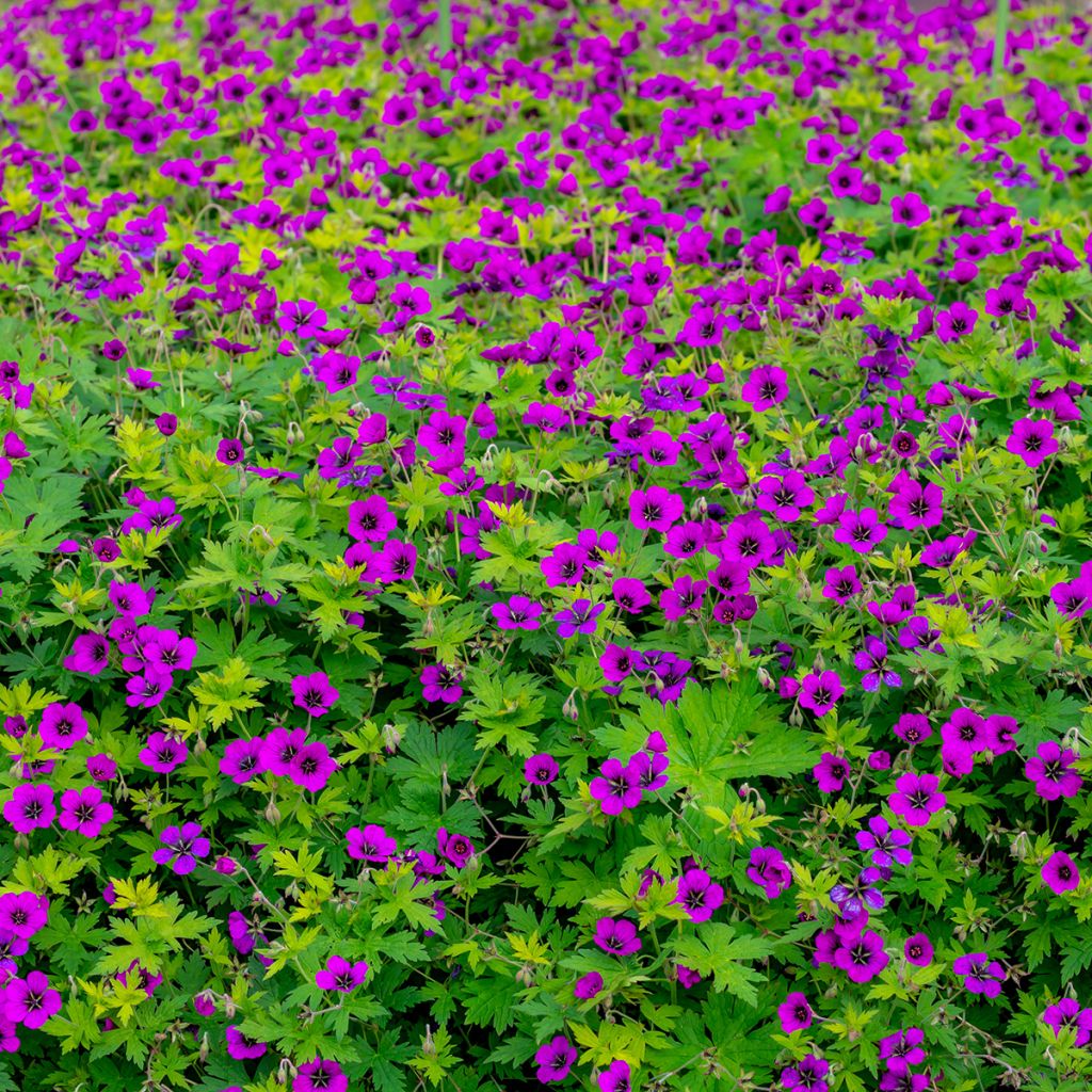 Geranium psilostemon - Armenischer Storchschnabel