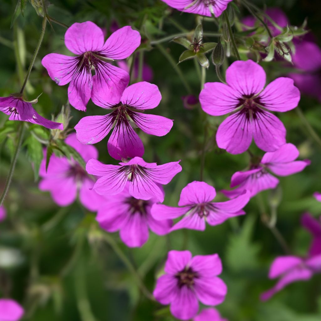 Geranium psilostemon - Armenischer Storchschnabel