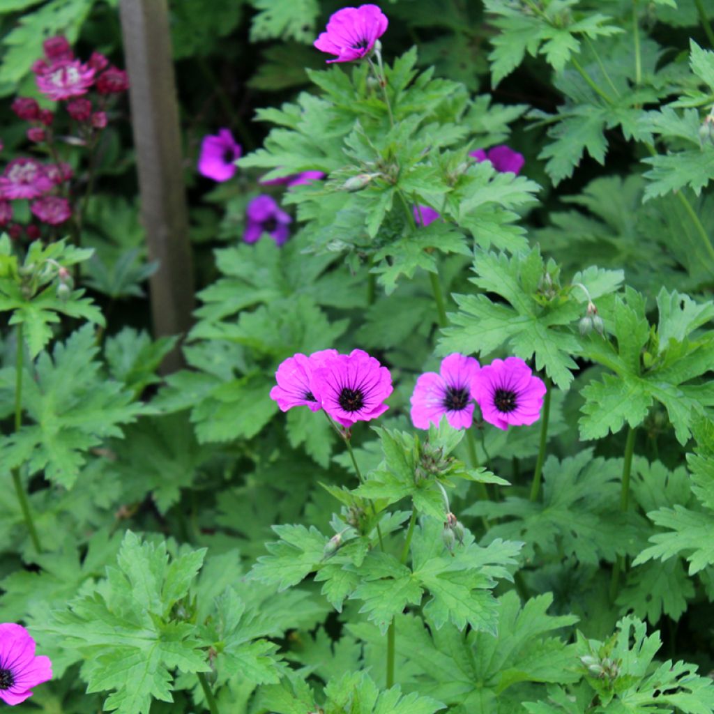 Geranium psilostemon - Armenischer Storchschnabel