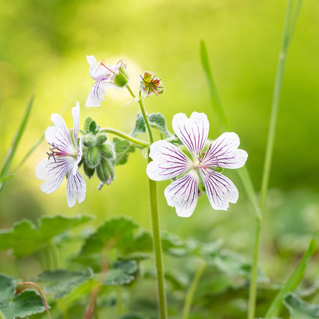 Geranium renardii - Kaukasus-Storchschnabel