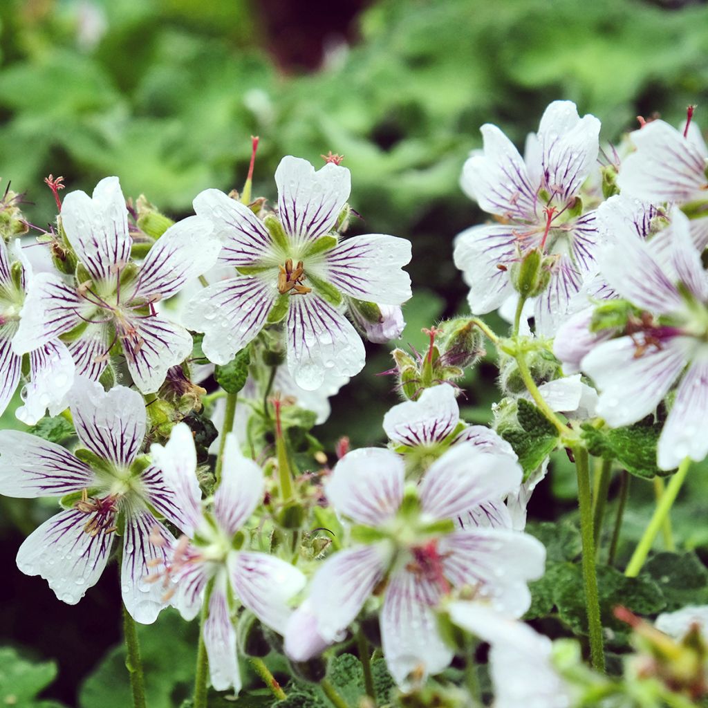 Geranium renardii - Kaukasus-Storchschnabel