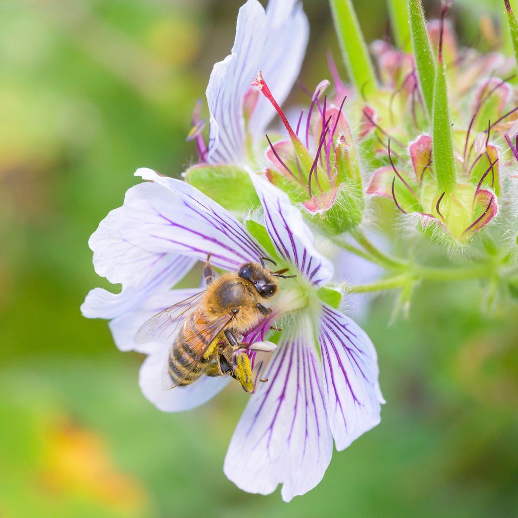 Geranium renardii - Kaukasus-Storchschnabel