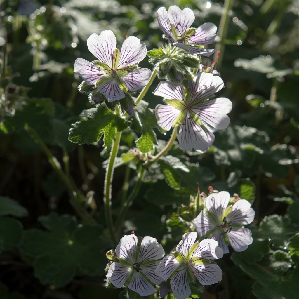 Geranium renardii - Kaukasus-Storchschnabel