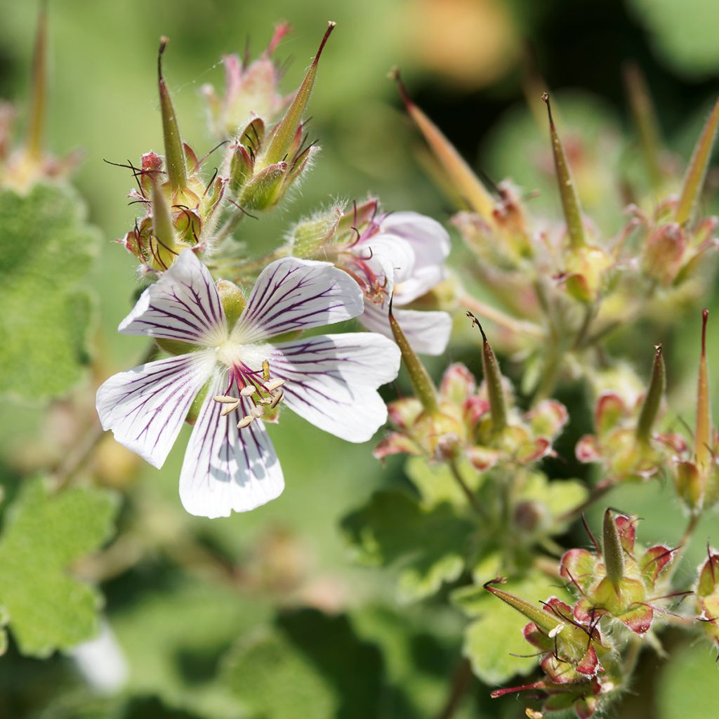 Geranium renardii - Kaukasus-Storchschnabel