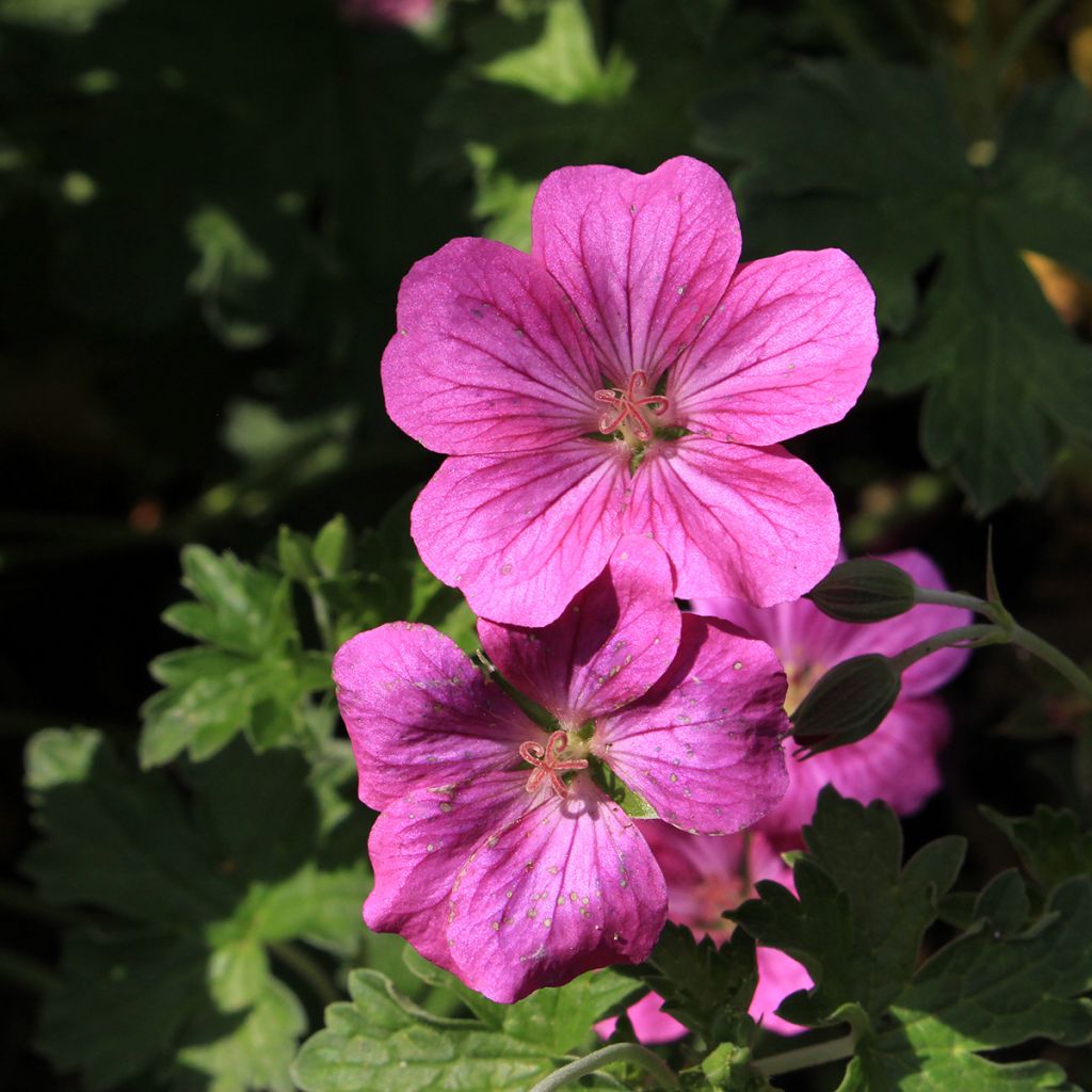 Geranium riversleaianum Russell Prichard - Storchschnabel