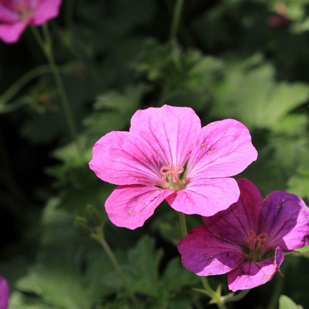 Geranium riversleaianum Russell Prichard - Storchschnabel