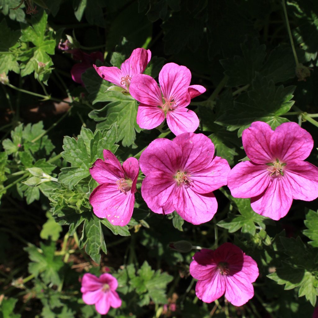 Geranium riversleaianum Russell Prichard - Storchschnabel