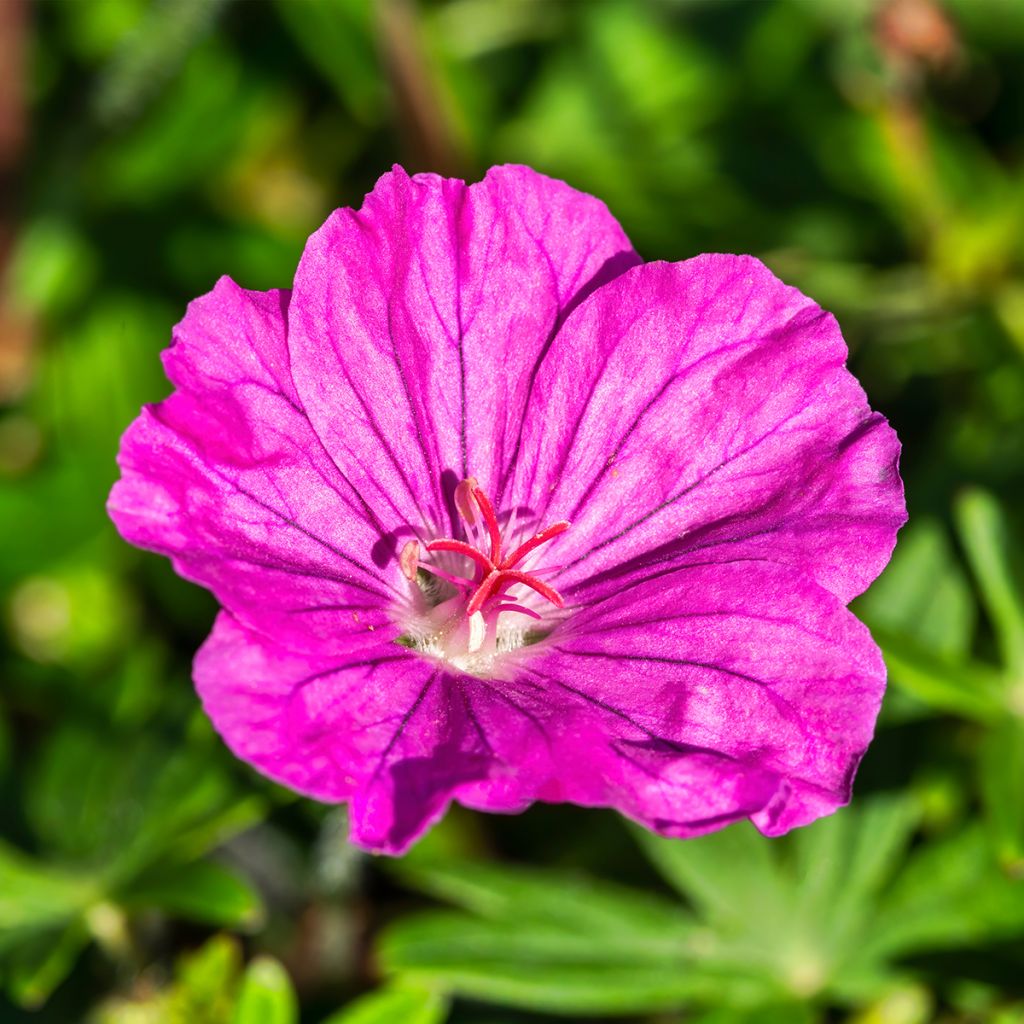 Geranium sanguineum Ankum's Pride - Blutstorchschnabel