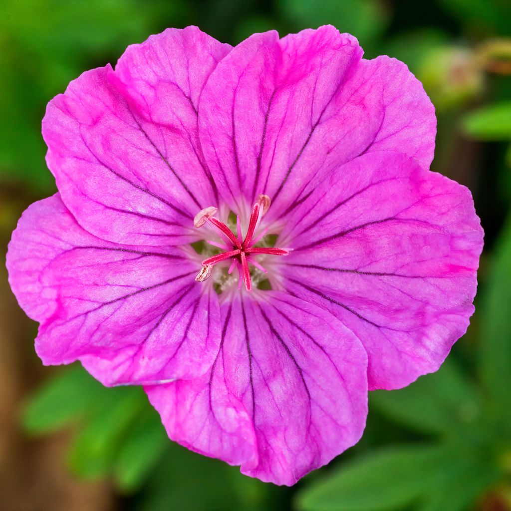 Geranium sanguineum Ankum's Pride - Blutstorchschnabel