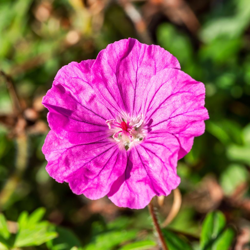 Geranium sanguineum Ankum's Pride - Blutstorchschnabel