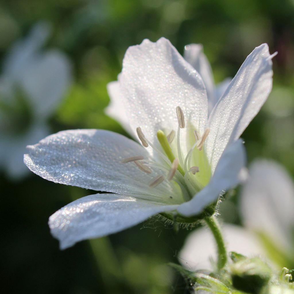 Geranium sanguineum Album - Blutstorchschnabel