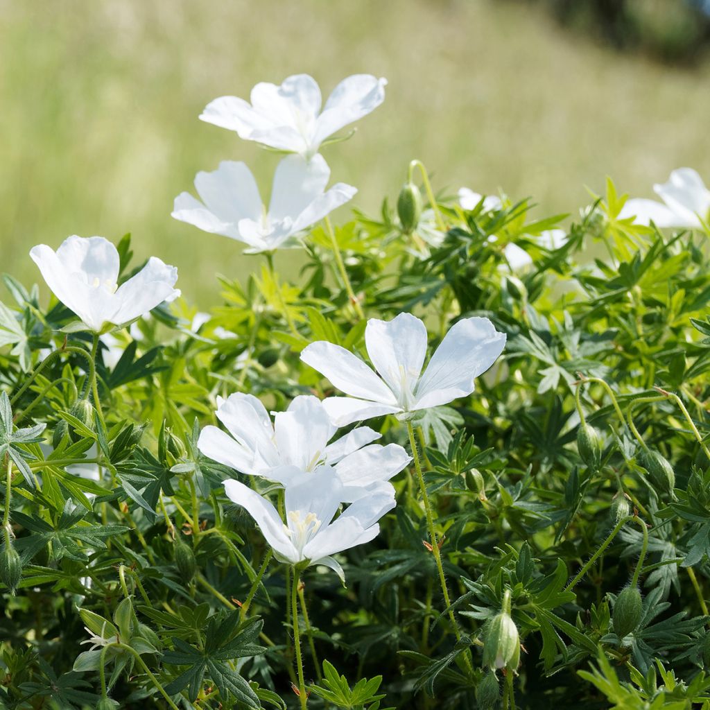 Geranium sanguineum Album - Blutstorchschnabel