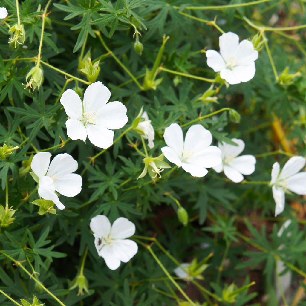 Geranium sanguineum Album - Blutstorchschnabel