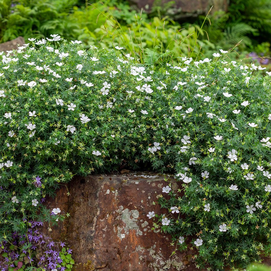 Geranium sanguineum Album - Blutstorchschnabel