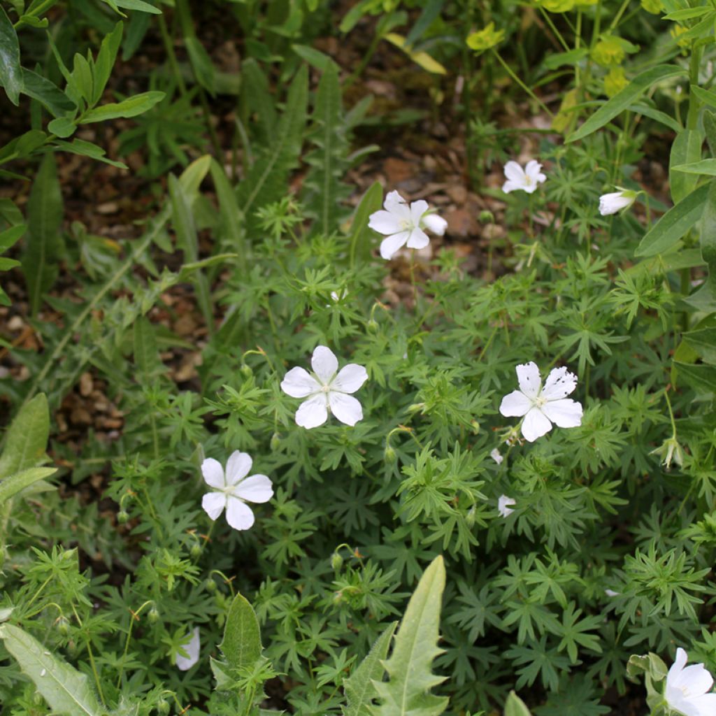 Geranium sanguineum Album - Blutstorchschnabel