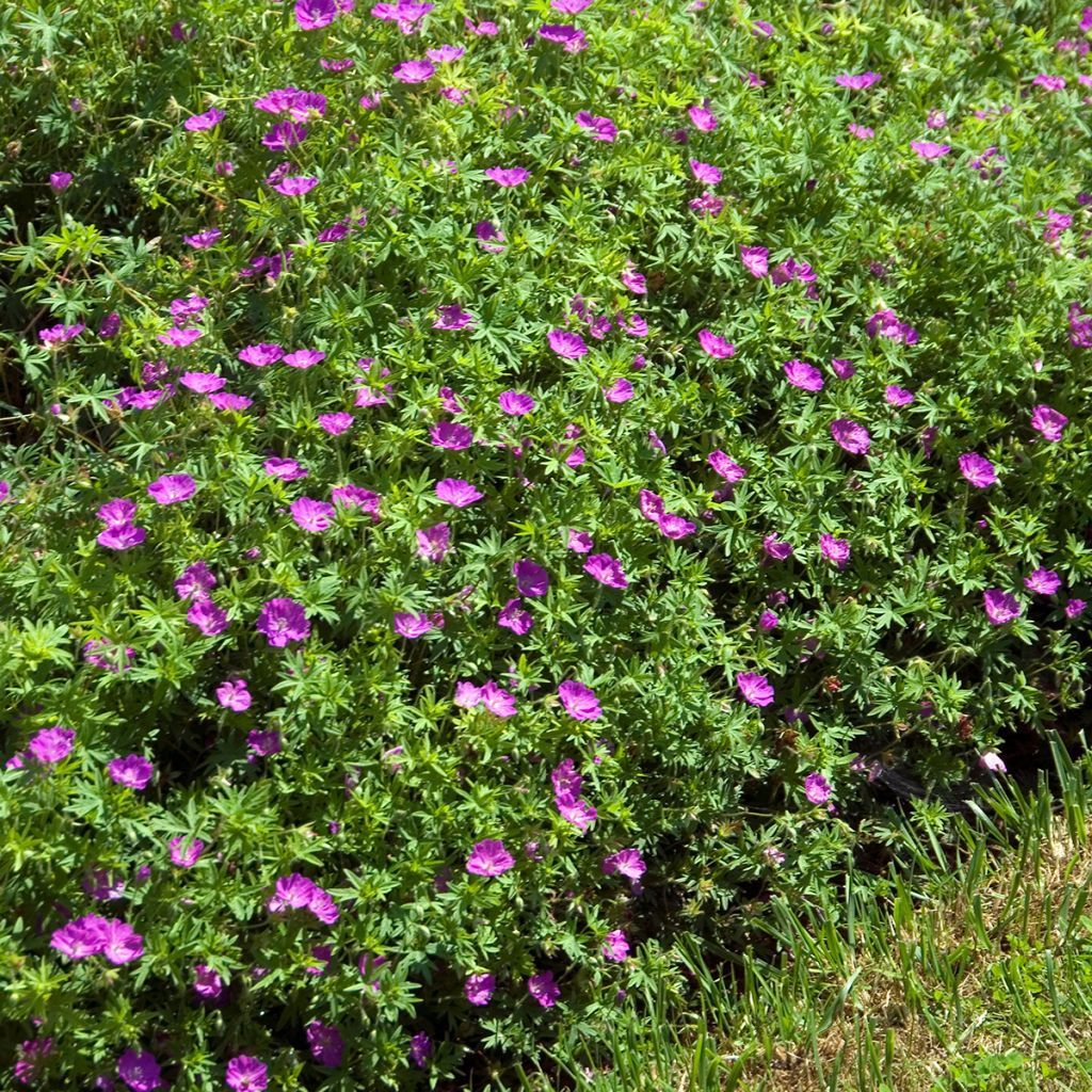 Geranium sanguineum Compactum - Blutstorchschnabel