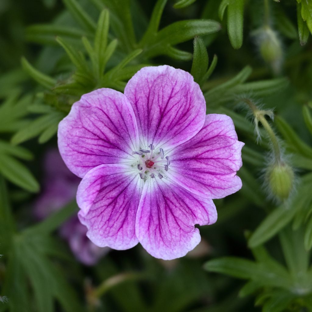 Geranium sanguineum Elke - Blutstorchschnabel