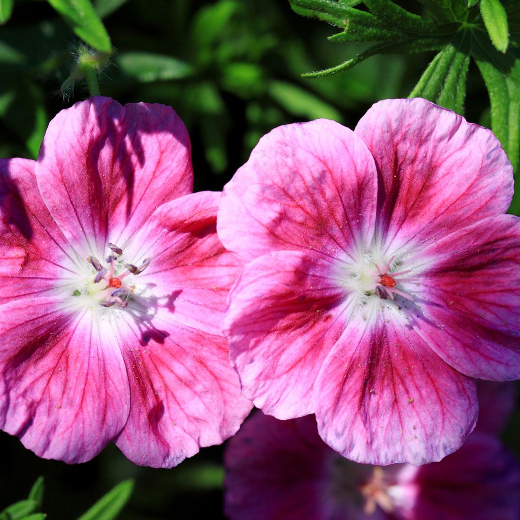 Geranium sanguineum Elke - Blutstorchschnabel