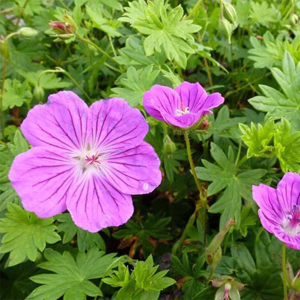 Geranium sanguineum Hannelore - Blutstorchschnabel