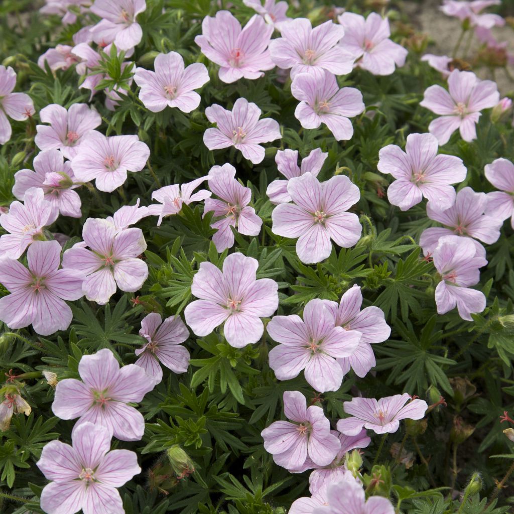 Geranium sanguineum Pink Pouffe - Blutstorchschnabel