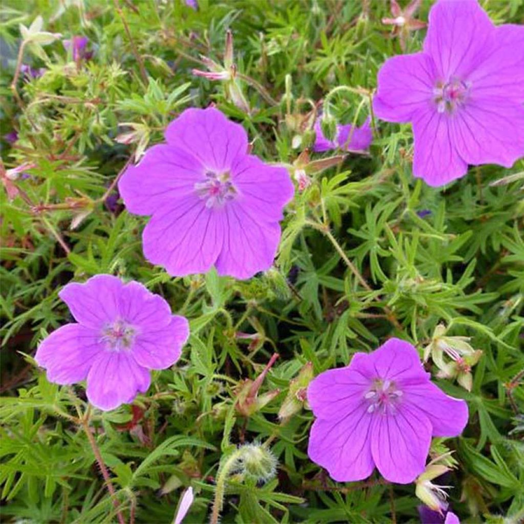 Geranium sanguineum Vision - Blutstorchschnabel