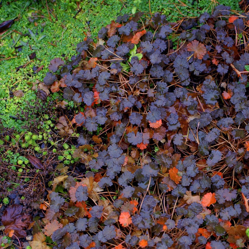 Geranium sessiliflorum Nigricans - Storchschnabel