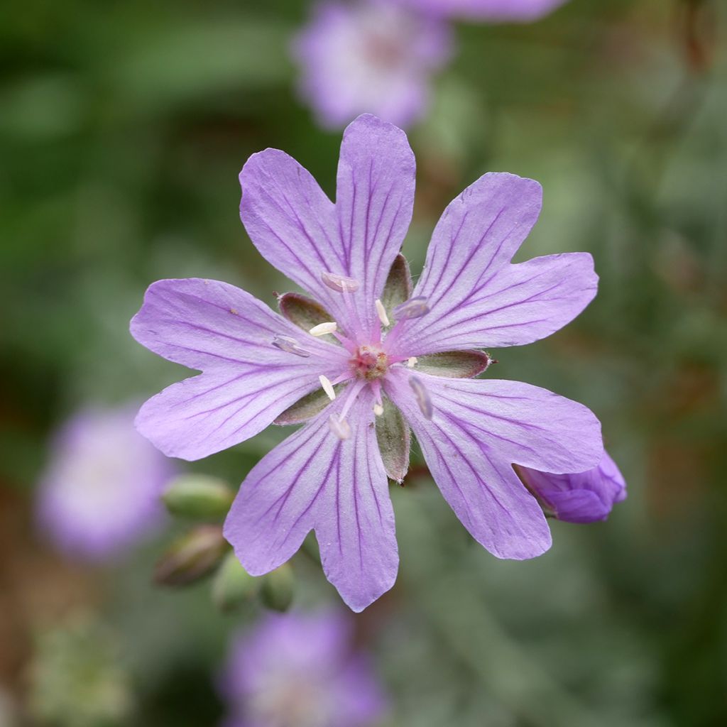 Geranium tuberosum - Knolliger Storchschnabel