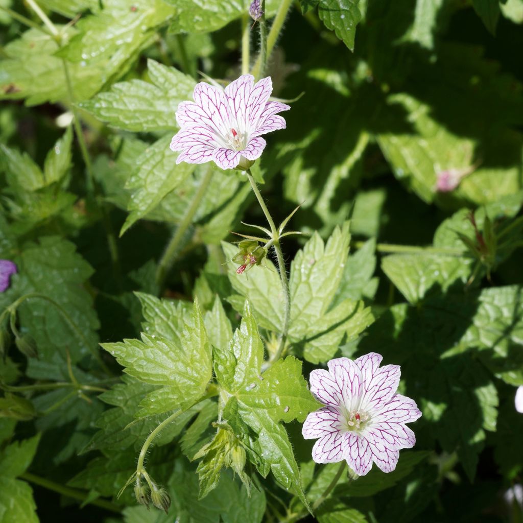 Geranium versicolor - Storchschnabel