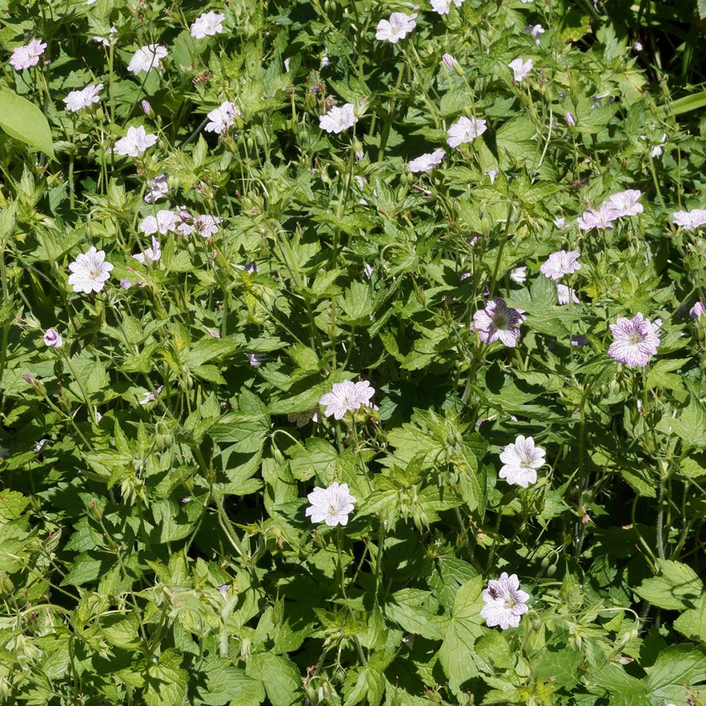 Geranium versicolor - Storchschnabel