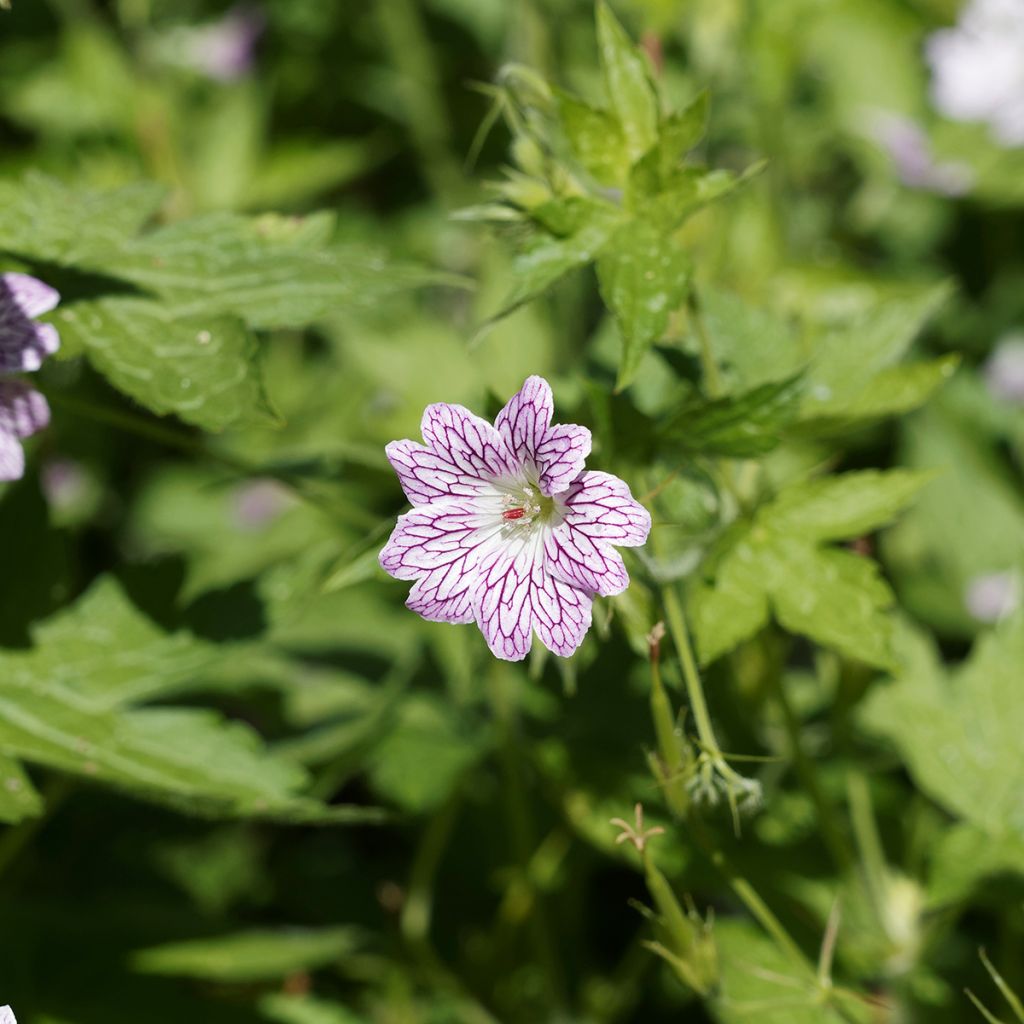 Geranium versicolor - Storchschnabel