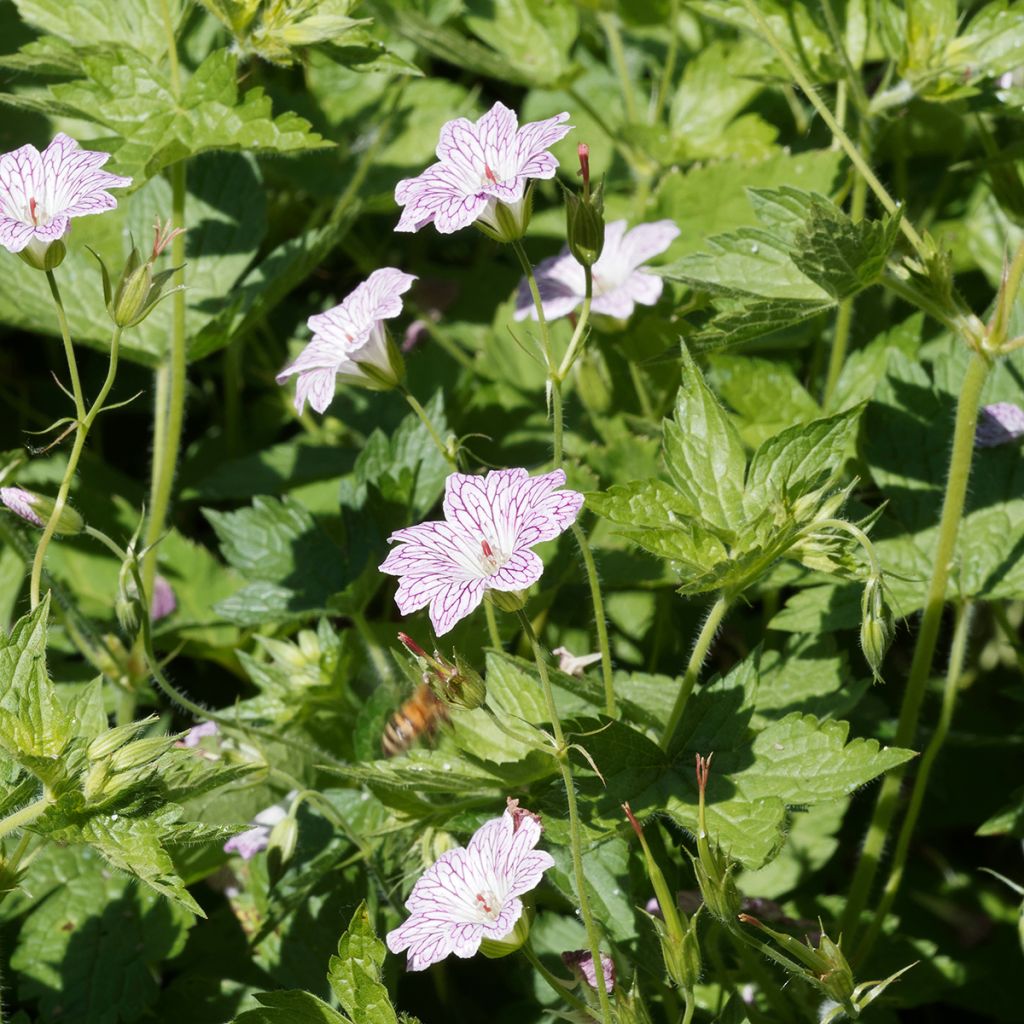 Geranium versicolor - Storchschnabel