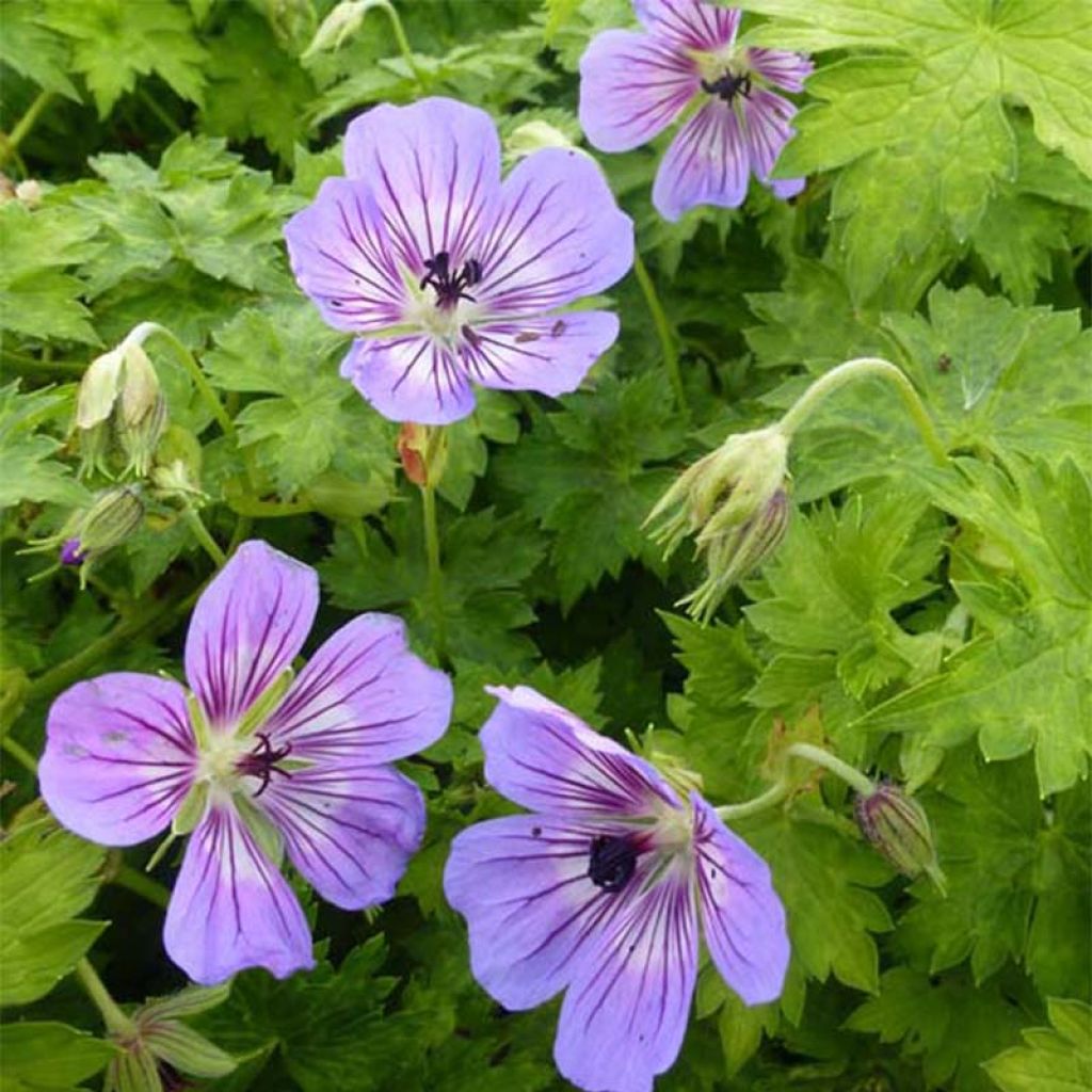 Geranium vivace wallichianum Havana Blues