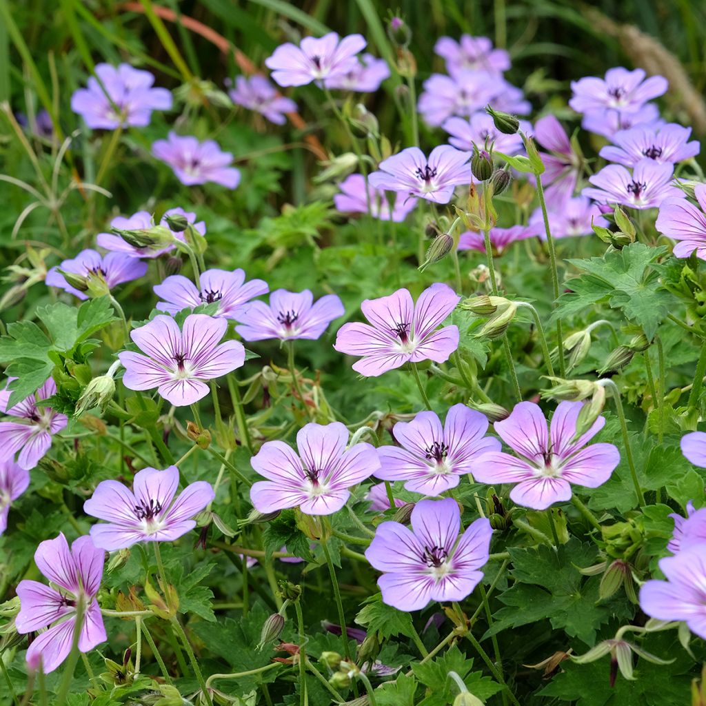 Geranium wallichianum Havana Blues - Storchschnabel