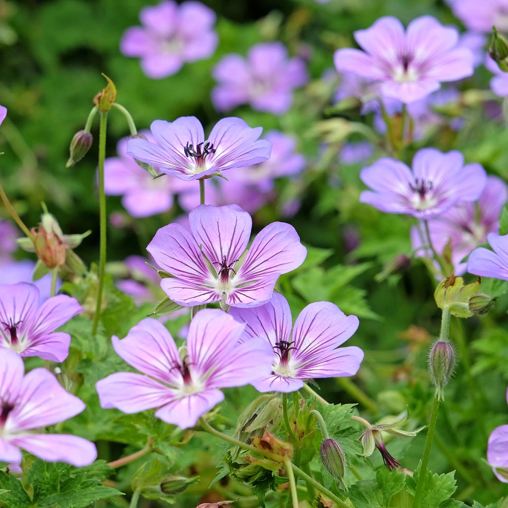 Geranium wallichianum Havana Blues - Storchschnabel