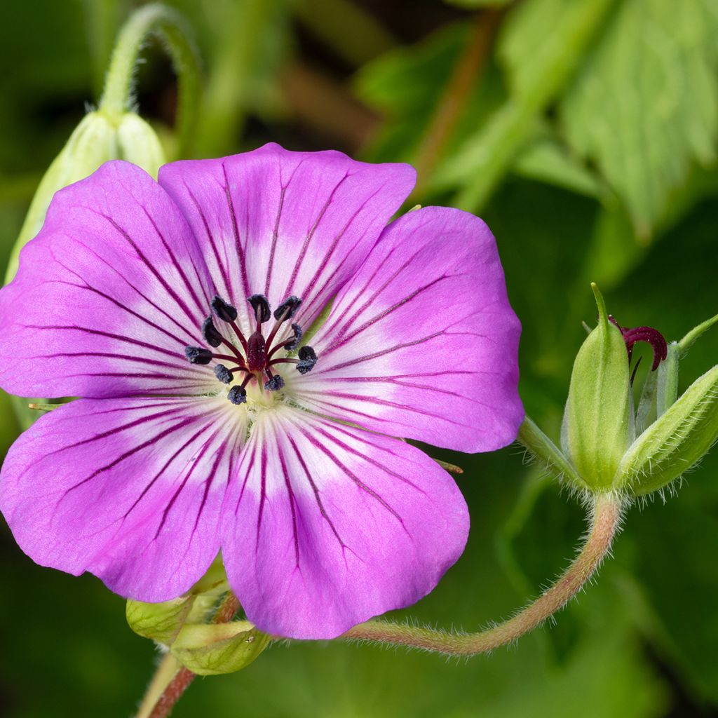 Geranium wallichianum Magical All Summer Delight - Storchschnabel