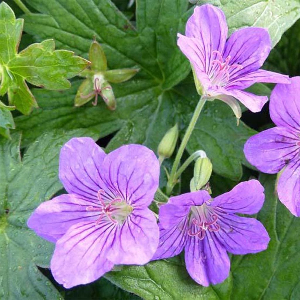 Geranium wlassovianum Crug Farm - Storchschnabel