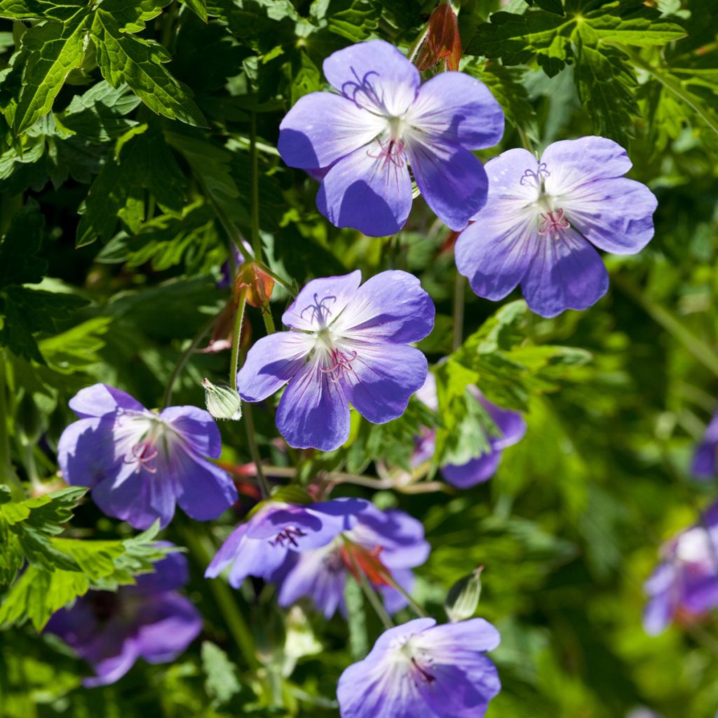 Geranium wlassovianum - Storchschnabel