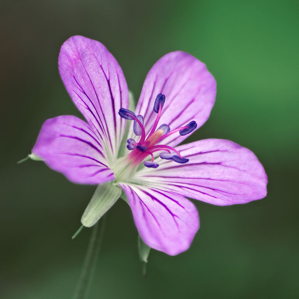 Geranium wlassovianum - Storchschnabel