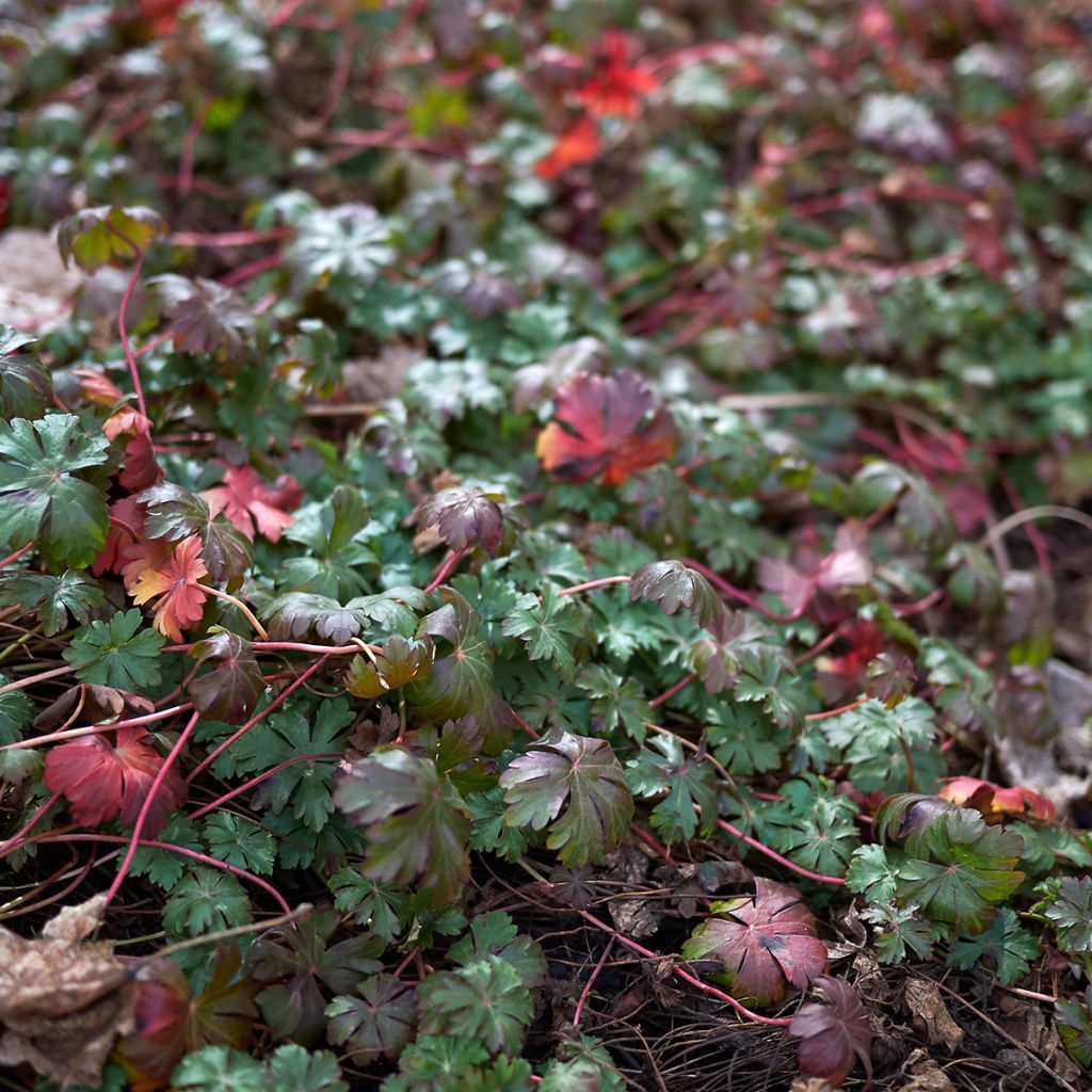 Geranium wlassovianum - Storchschnabel