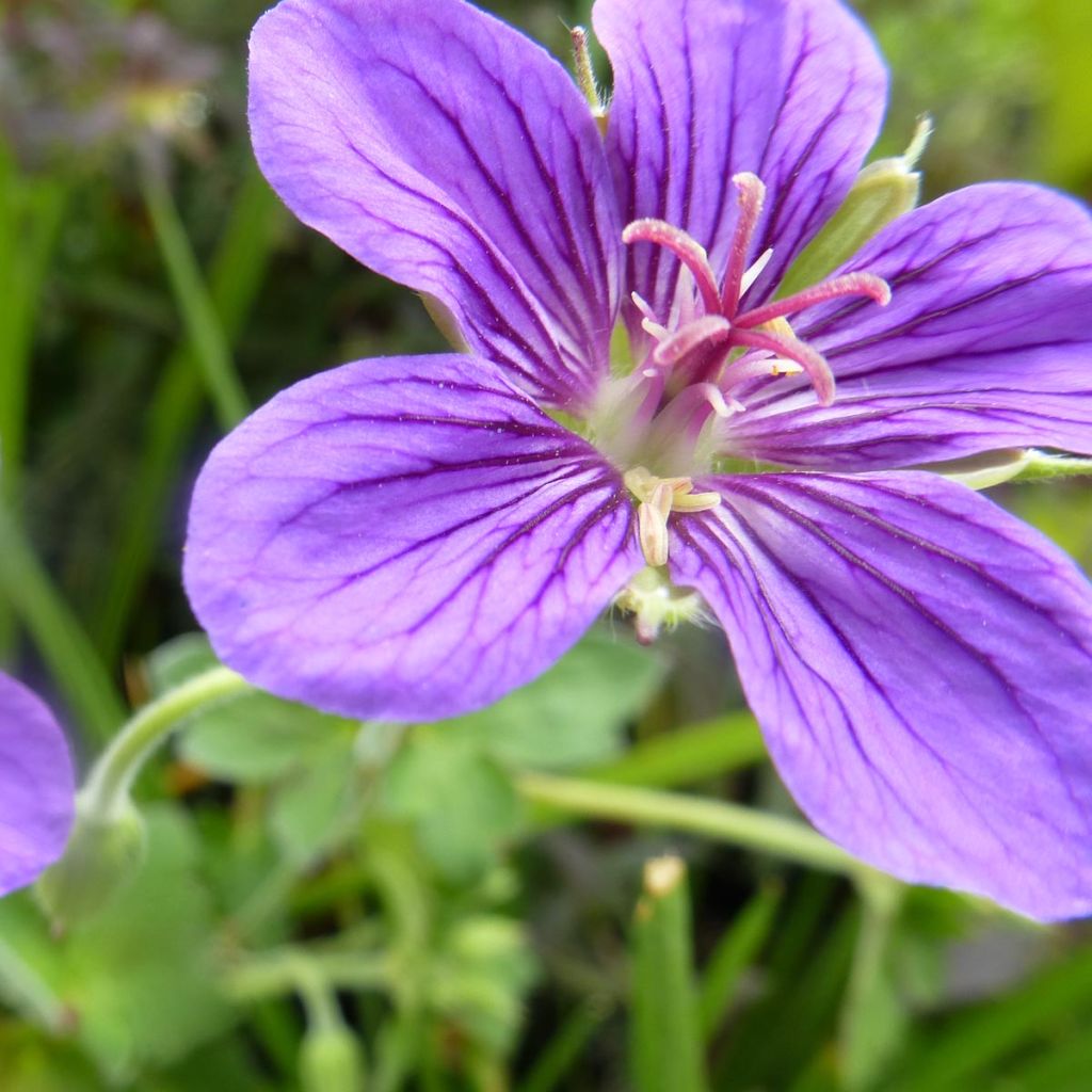 Geranium wlassovianum - Storchschnabel