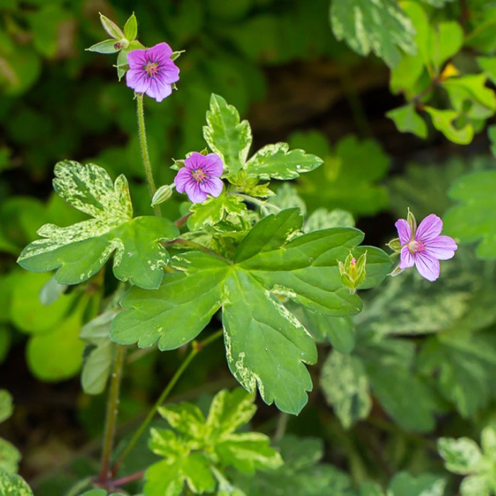 Geranium yoshinoi Confetti - Storchschnabel