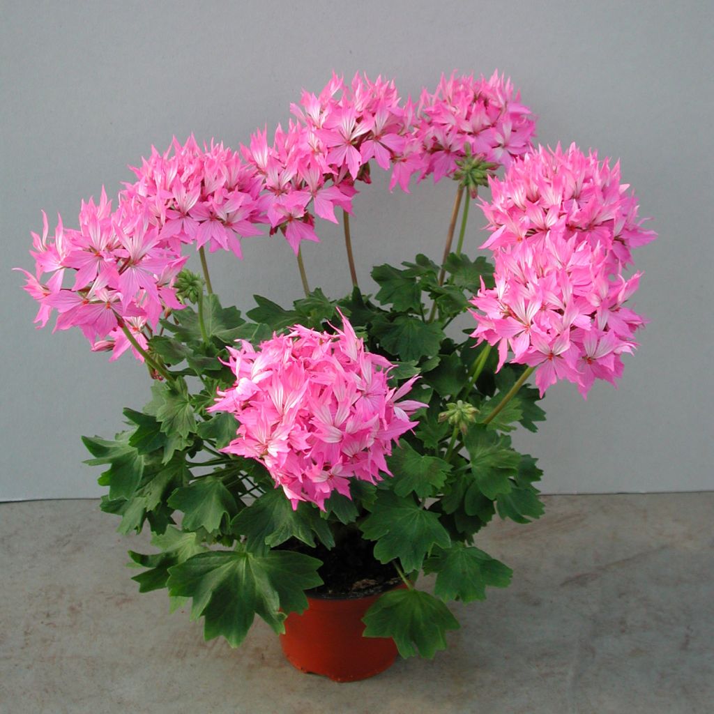 Zonal-Pelargonie Fireworks Pink - Pelargonium