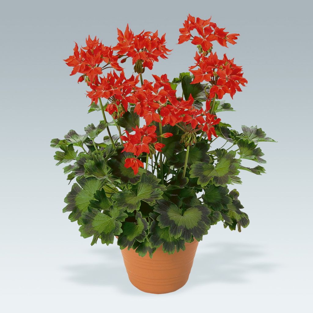 Zonal-Pelargonie Fireworks Scarlet - Pelargonium