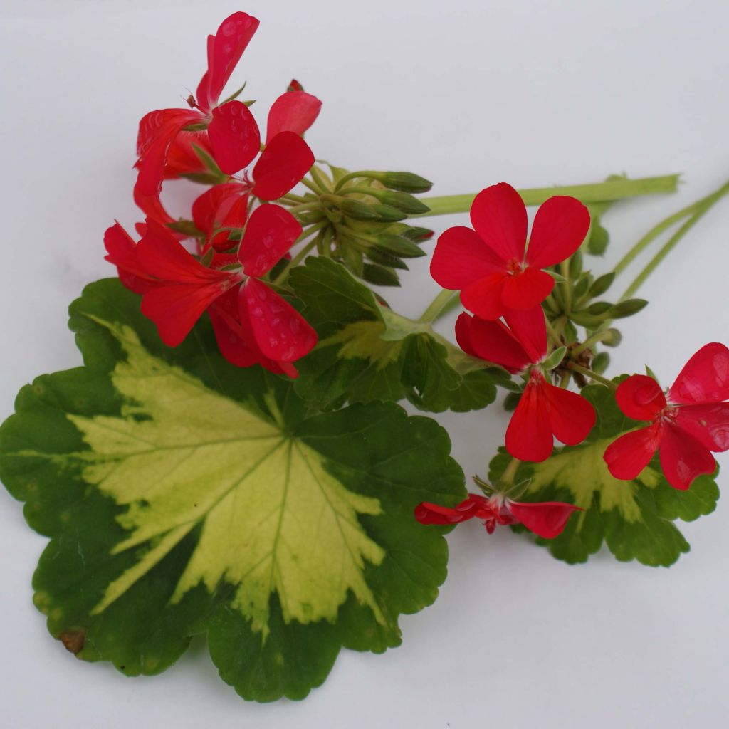 Zonal-Pelargonie Fantaisy Happy Thought - Pelargonium