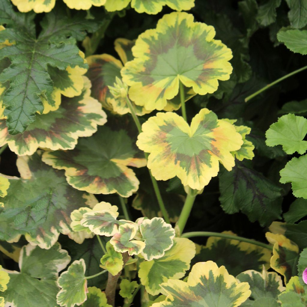 Zonal-Pelargonie Brocade Mrs Pollock - Pelargonium