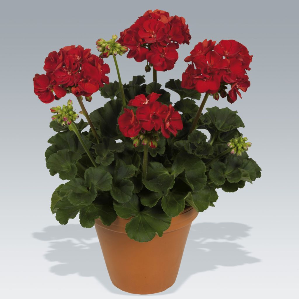 Zonal-Pelargonie Victor - Pelargonium