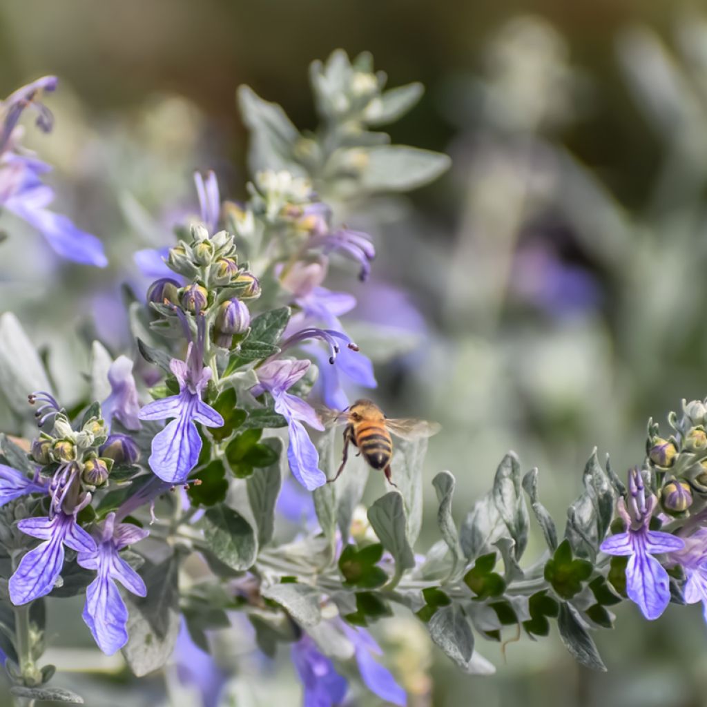 Teucrium fruticans - Strauchiger Gamander