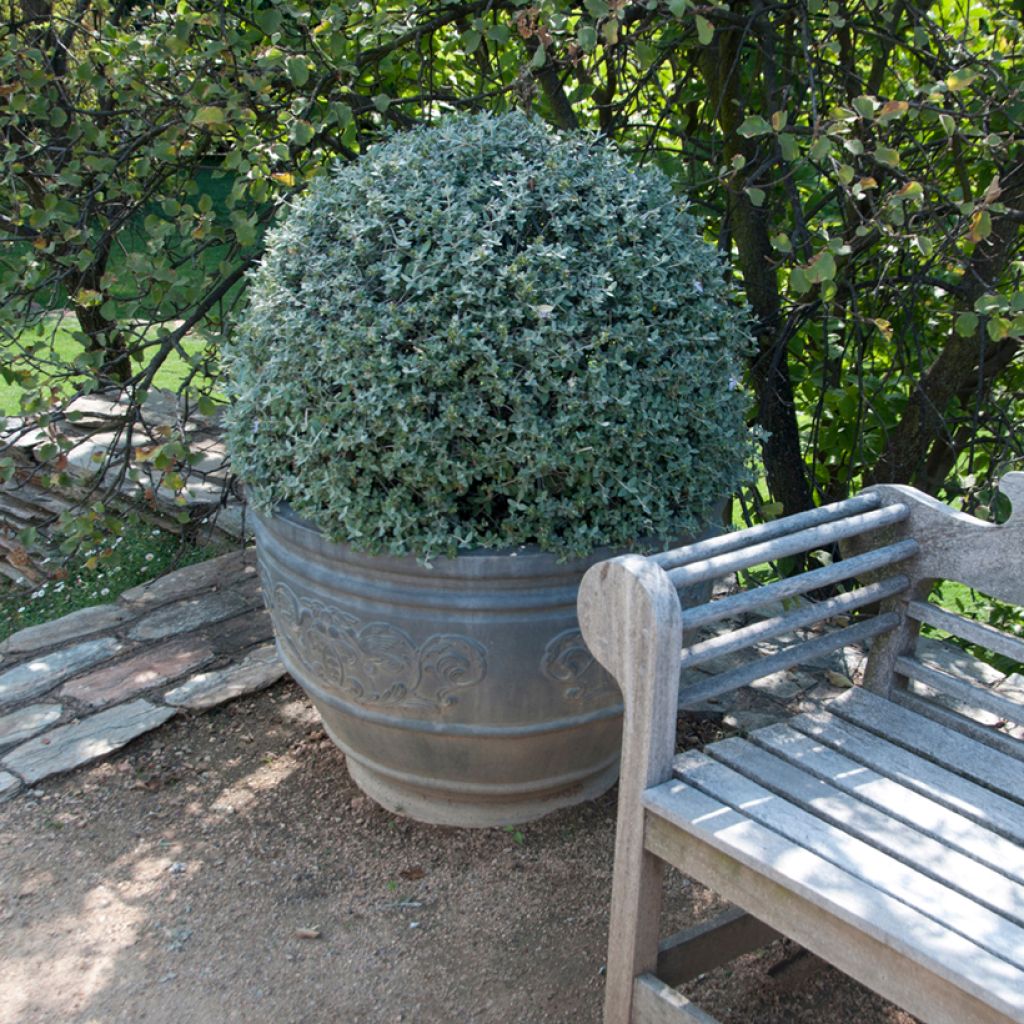 Teucrium fruticans - Strauchiger Gamander