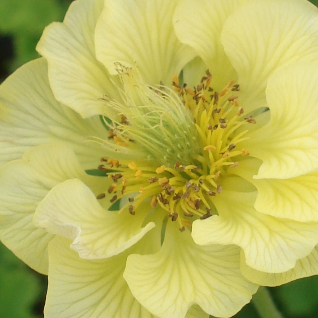 Geum Banana Daiquiri - Benoîte hybride jaune citron clair