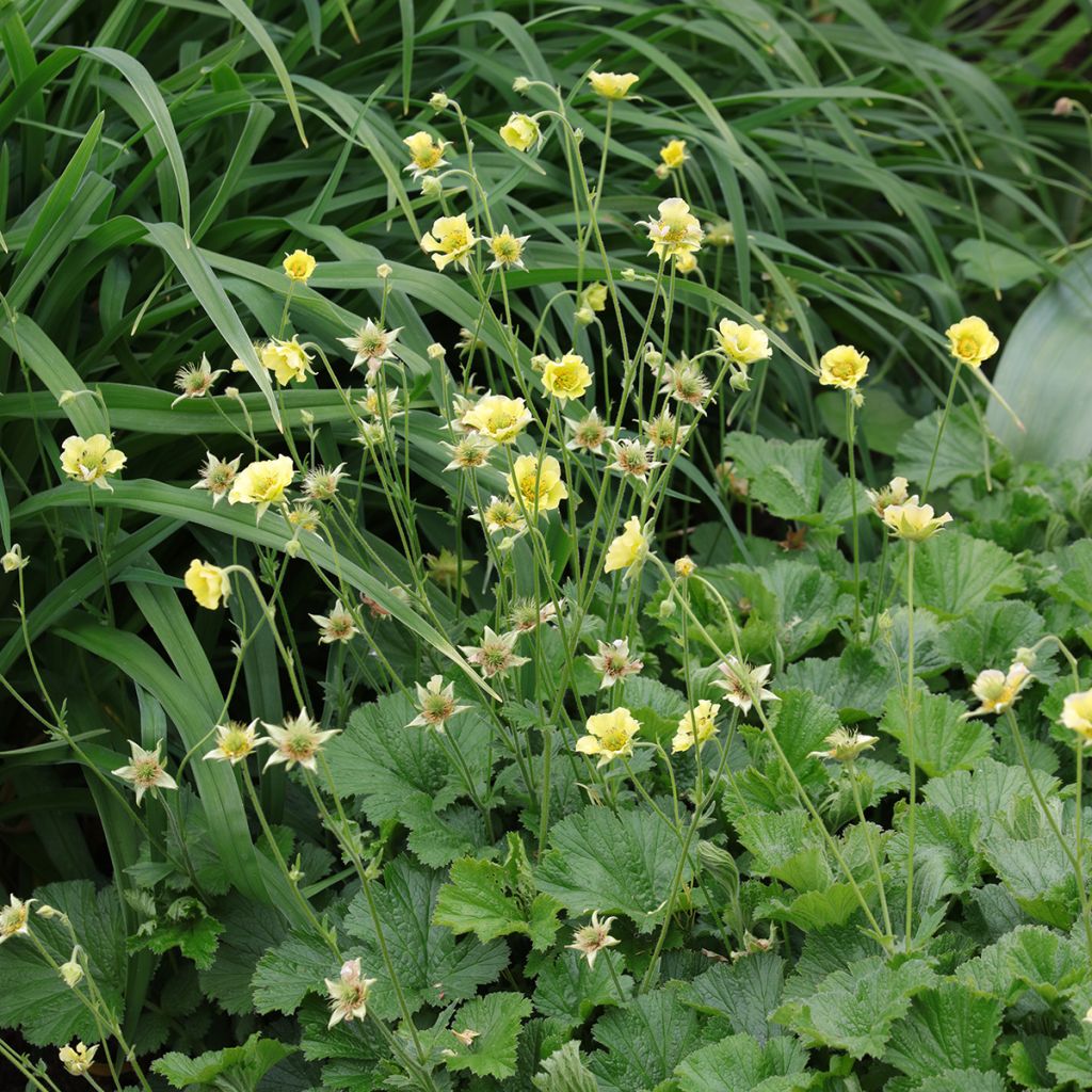 Geum Banana Daiquiri - Nelkenwurz